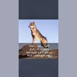 درة الشحاط درة درة خاطر الشحاط
